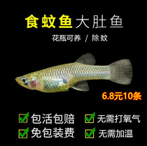 Raw fish cold water fish seedling mosquitoes large belly small spectacular fish turtle live feed cold water seedling fish seedlings