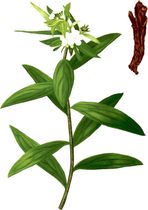 (Herba beauty clean cream) unstable skin decompression small expert