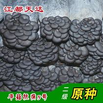 Low Tianda Jiangdu No. 3 original species wide-temperature resistant Pleurotus ostreatus (original bottle)