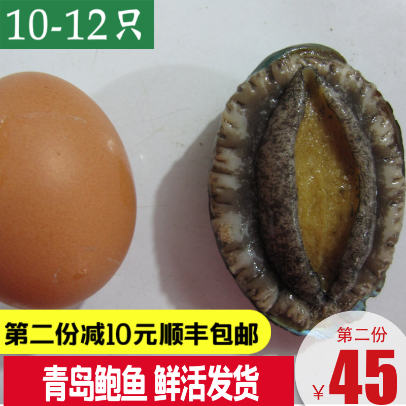 Abalone fresh large Qingdao sea catch fresh live abalone large abalone seafood aquatic shellfish 10-12 heads 500g