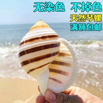 Qin snail shell big conch fish tank aquarium decoration roll shell fish breeding shell fleshy flowerpot ornaments