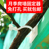 Month Season Climbing Wall Fixed Thever Climbing Vine green Loger fixer buckle hanging wall-style green basket buckle clip fixing clip