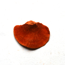 Cangshan Ganoderma lucidum Yunnan pure red thrombus blood red dense hole bacteria cinnabar 500g National