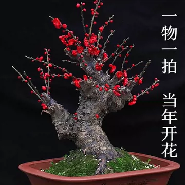 红梅盆栽-红梅盆栽促销价格、红梅盆栽品牌- 淘宝