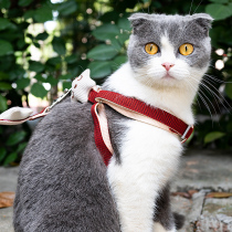 Kitty Traction Rope Slip Cat Rope Walking Cat Rope Young Cat Anti-Escape for Private Dogs Small Dog Pooch supplies