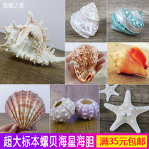 Super sea snail shell Sea urchin starfish fish tank Landscaping aquarium decoration Home decoration natural specimen snail shell