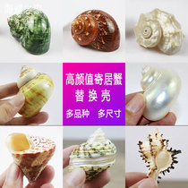 Hermit crab replacement shell natural scallop fish special shell conch shell spare shell large hermit crab supplies bean Dou small