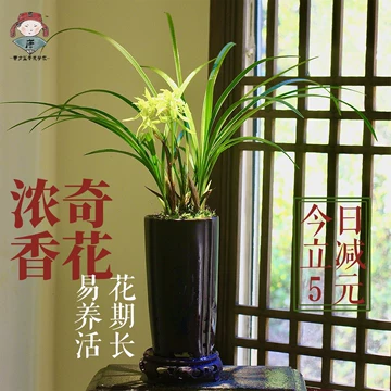 花开富贵兰花-花开富贵兰花促销价格、花开富贵兰花品牌- 淘宝
