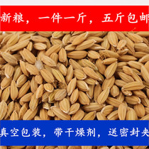 Rice with shell rice Panjin rice parrot snack hamster northeast specialty 500g 5kg national bag