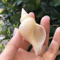 Natural shell conch fairy snail white specimen snail hermit crab replacement shell fish tank aquarium decorative landscaping ornaments