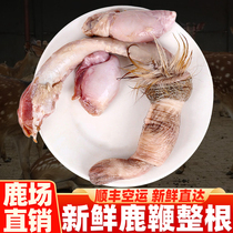 Fresh deer whip dry whole root pruning male wine wine Jilin sika deer male ointment pills