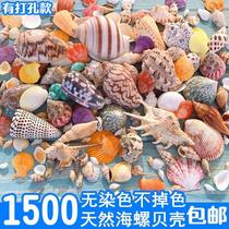 Shell Large Number of natural sea snail shells Coral Fish Tank Building Toy Decoration Sea Star Handicraft Pendulum