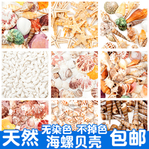 Natural Shells Sea Snail Sea Star Children Handmade Diy Material Packs Fish Tank Rigging Decoration Pendulum wind Sul Drift bottle