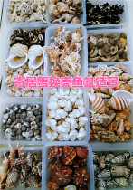 38 Hermit crab replacement shell scallop fish escape nest natural conch shell fish tank landscaping platform decoration ornaments
