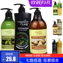 Cailian silicone oil-free ginger olive oil control Dandruff Conditioner shampoo wash and care set for men and women