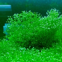moss antler moss moss crazy bubbling aquatic plants easy to raise