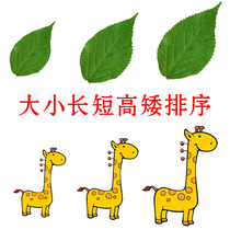 Size long and short high and short sort early education cognitive card autism rehabilitation training language development delay learning teaching aids