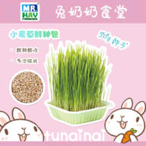  Mr MH HAY Grass Wheatgrass Fresh Seed Pack 50g Rabbit Chinchilla Guinea pig fresh grass Self-growing Wheatgrass MH18