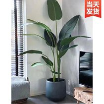 Simulation green plant fake plant traveler banana large potted flower decoration indoor bionic green plant decoration tree bird of paradise