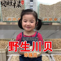 Authentic Sichuan Aba Songpan Wild Fritillaria Songbei non-family Non-fumigated sulfur Chuanbei 100g pearl shellfish