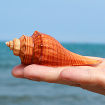 Red snail natural shell conch handmade home floor arrangement aquarium landscape fish tank decoration shooting props