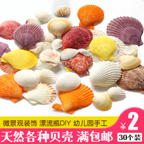 Natural color fan shell perforated conch creative diy wall sticker floor wedding Mediterranean home fish tank decoration