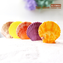 Color shell starfish scallops natural shell conch fish tank landscaping platform creative wall stickers decorative shooting props