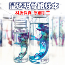 New transparent skeletal double chromed specimen suckling rat cub pure handmade gift pendulum with male and female gifts