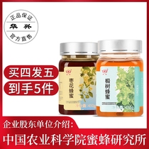 Huaxing linden honey jujube honey pure natural honey male and female health nourishing family honey 4 send 1