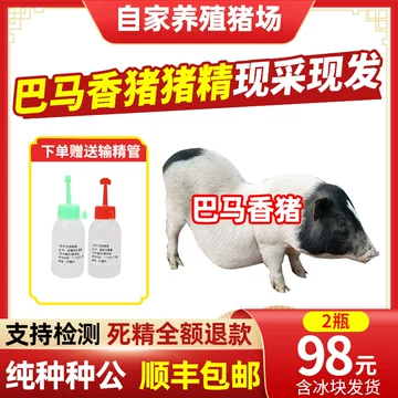 纯种猪精-纯种猪精促销价格、纯种猪精品牌- 淘宝