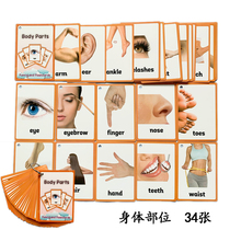 Baby human body parts early education English words small card children children small adults point to read English flash card