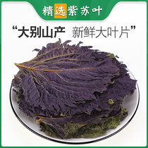 100g g of perilla leaf dried perilla leaf traditional Chinese medicine soaking feet edible perilla leaf powder tea leaf Chinese herbal medicine
