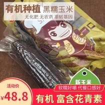 Shanxi specialty fresh non-genetically modified Siyu Black glutinous corn glutinous black corn sticky bar rice bag 10 roots