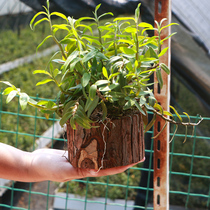 Dendrobium saplings are planted while eating fresh strips. Interview base produces iron seed sources that can be used as Maple Dou