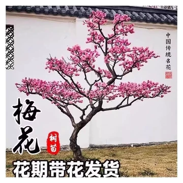 红梅老桩盆景-红梅老桩盆景促销价格、红梅老桩盆景品牌- 淘宝