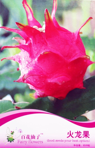 Fire Dragon Fruit Seed Seed