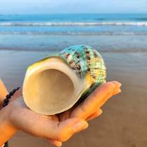 Natural Conch Shell Crafts Ornaments Decoration Toys Starfish Coral Fish Tank Scenery Green Salamander Snail Specimen