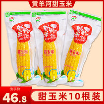 Gansu specialty Huangyanghe vacuum corn fresh corn cob fruit yellow tender sweet corn breakfast coarse grain 10 packs