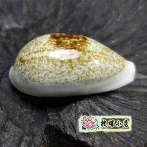 2 8 centimeters Elon cowrie GEM good condition random hair a
