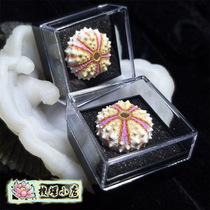 About 2cm East China Sea Medal Sea Urchin with small box choose one more
