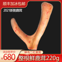 2021 Antler Whole Branches Fresh Jilin Plum Blossom Antler New Cuts of Antler Slice of Brew Medicinal Herbs 220g