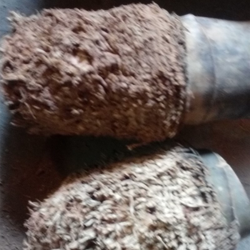 Household bamboo handle bamboo bamboo root raw material Folk fresh farm bamboo root carving material Bamboo bamboo root bamboo head