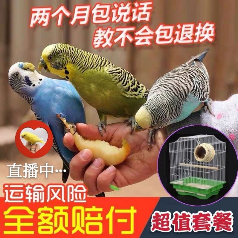 Wren Young Bird Starling Bird Larva Talking Parrot Bird Thrush Living Bird Show-eyed Bird Lark Magpie Coral