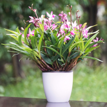 Taoist White Cup Dendrobium seedlings Dendrobium seedlings Dendrobium fresh Dendrobium Dendrobium