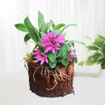 (Red Lotus Dendrobium stump) with Wood delivery non-Dendrobium seedlings fresh strips Maple Dendrobium officinale