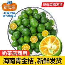 Hainan small kumquat fresh green kumquat citric acid orange peel thin juice multi milk tea shop with 1kg 3kg 5kg