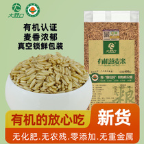 Large Wild Mouth Organic Oat Rice Full Germ Five Cereals Cereals Naked Oats Rindern Wall Breaking New Rice Light Eating Naked Oats Wheat Rinn