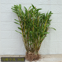 Horse bar Dendrobium not stack sheath perennial leafy pole thick foliage tall and very nice eating soup
