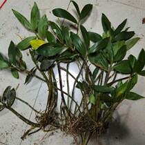 Dendrobium tail treatment 1 KG 30 yuan without leaves or less leaves or poles bent not straight Maple bucket