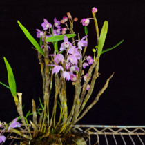 Dendrobium Maple pink flowers cute and lovely all-year-round green orchid orchids long flowering period